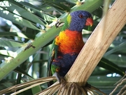 Lorikeet Magnet