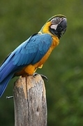Macaw Magnet