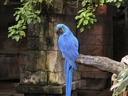 Macaw Magnet