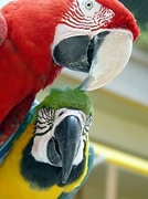 Macaw Magnet