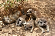 Meerkat Magnet