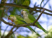 Monk Parakeet Magnet