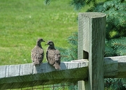 Mourning Dove Magnet