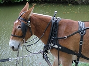 Mule T-Shirt