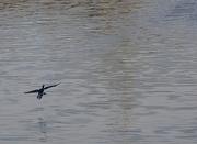 Neotropic Cormorant Magnet