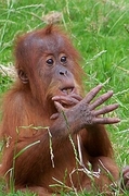 Orangutan Poster