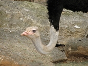 Ostrich Magnet