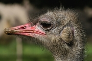Ostrich Magnet