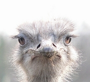 Ostrich Magnet