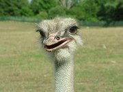 Ostrich Magnet