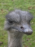 Ostrich Magnet