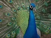 Peacock Magnet