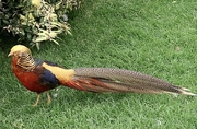Pheasant Magnet