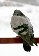 Pigeon Magnet