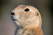 Prairie Dog Mousepad