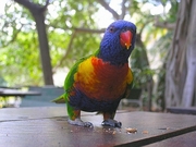 Rainbow Lorikeet Magnet