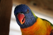 Rainbow Lorikeet Magnet