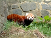 Red Panda Poster