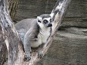 Ring-tailed Lemur Poster