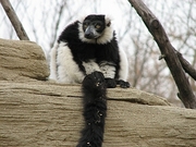 Ruffed Lemur Poster