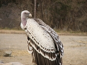 Rupell's Griffon Vulture Magnet