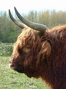 Scottish Highlander Poster