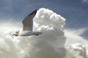 Sea Gull Magnet