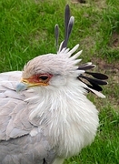 Secretarybird Magnet