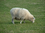Sheep Magnet