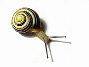 Snail T-Shirt