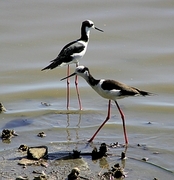 South America Stilt Magnet