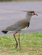 Southern Lapwing Magnet