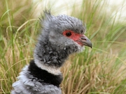 Southern Screamer Magnet