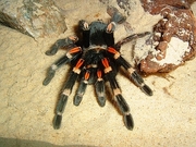 Spider Magnet