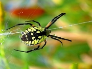 Spider Magnet