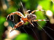 Spider Magnet