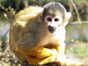Spider Monkey Poster