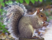 Squirrel Magnet