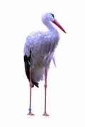 Stork Poster