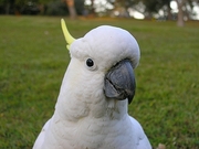 Sulphur Crested Cockatoo Magnet