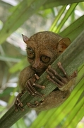 Tarsier Poster