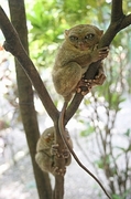 Tarsier Poster