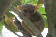 Tarsier Poster