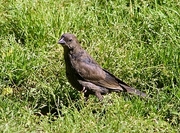 Thrush Magnet
