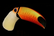 Toucan Magnet