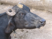 Water Buffalo Magnet