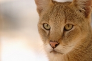 Wild Cat T-Shirt