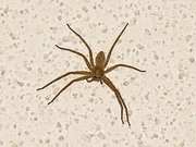 Wolf Spider Magnet