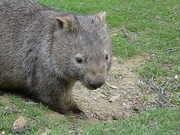 Wombat Magnet