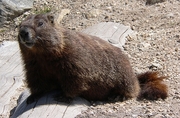 Yellow Bellied Marmot Magnet